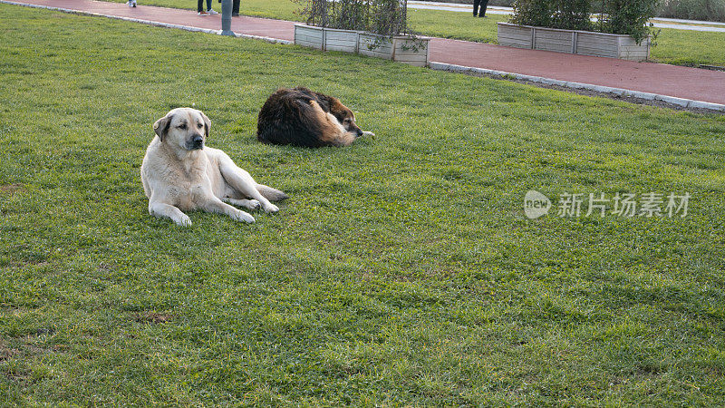 Two Dogs Lying On the Grass, İzmir Kordon Alsancak